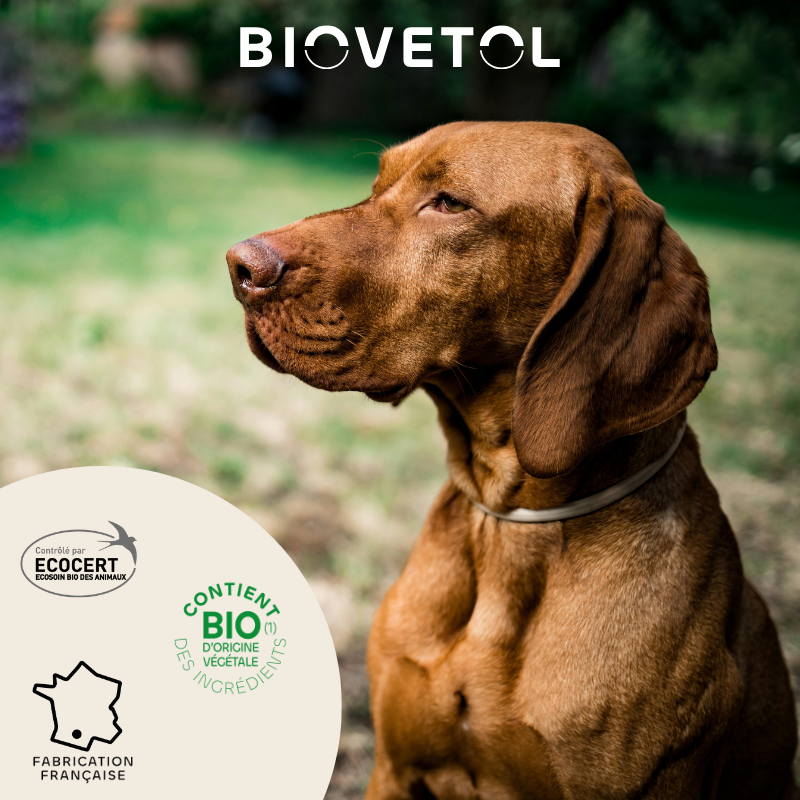 Pipettes anti-insectes Grand Chien +30 kg bio – 12 pipettes | Format économique engagement