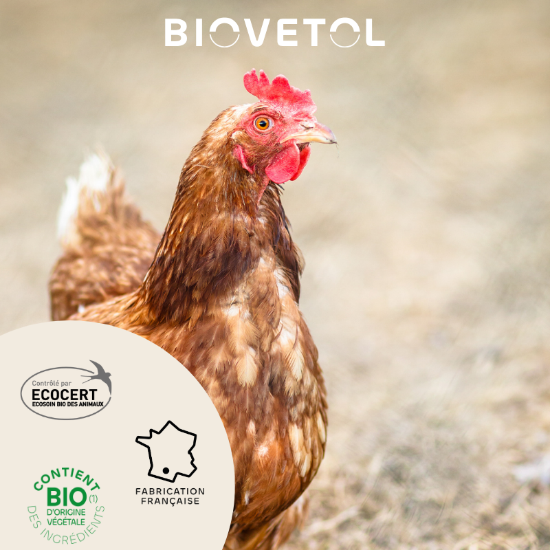 Pipettes Anti-Poux et Anti-Acariens pour Poules – 6 Pipettes bio engagement