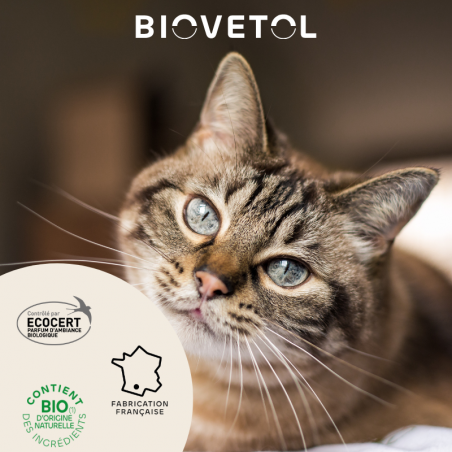Destruct’Urine Chaton & Chat bio engagement