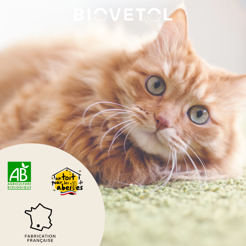 Comprimés Bien-être Intestinal - Chaton & Chat bio