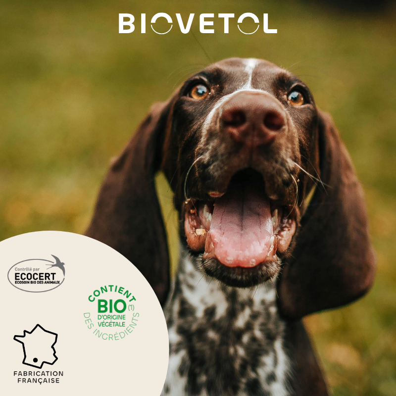 Pipettes anti-insectes pour chien moyen engagement