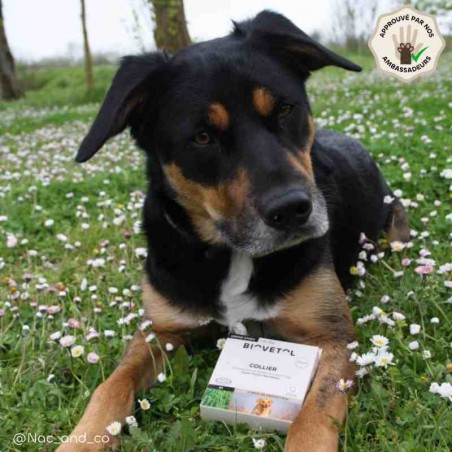 Collier anti-insectes grand chien produit