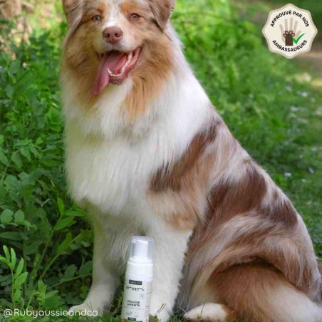 Mousse Lavante pour Chien et Chat – Shampooing Sec Sans Rinçage bio ambassadeur