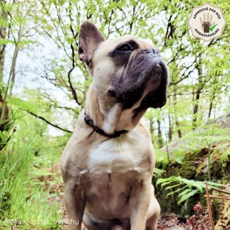 Collier anti-insectes Chiot & Petit Chien ambassadeur