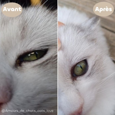 Lotion Nettoyante Contour des Yeux pour Chien et Chat avant apres chat