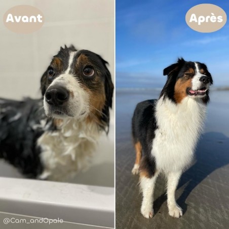 Shampooing Anti-Démangeaisons pour Chien et Chat bio avant après