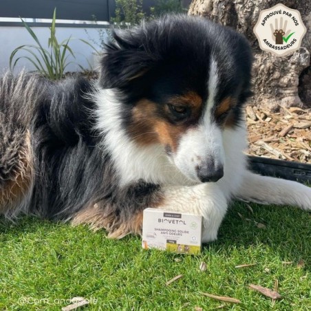 Pack Shampooing Solide Anti-Odeurs et sa boite chien
