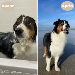 Pack Shampooing Anti-Gratte + Recharge BIO – Shampooing Apaisant pour les Démangeaisons 2