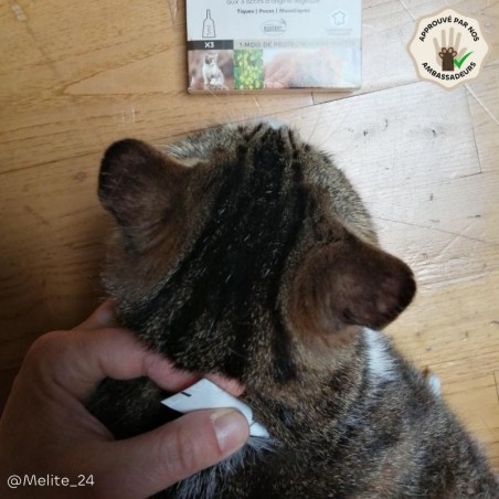 Pipettes anti-insectes Chat & Chaton bio – 12 pipettes | Format économique produit