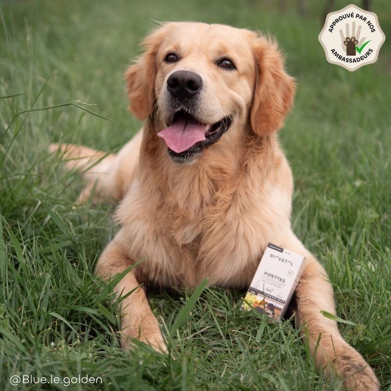 Pipettes anti-insectes Grand Chien +30 kg bio – 12 pipettes | Format économique ambassadeur