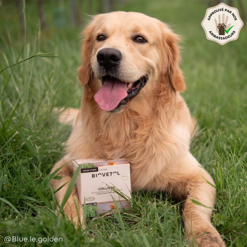 Lot de 6 colliers anti-insectes pour grand chien – Format économique ambassadeur