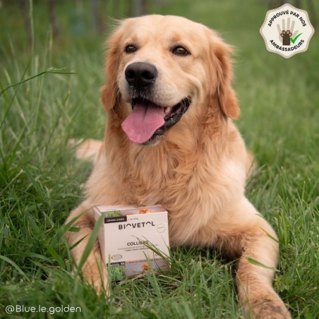 Lot de 6 colliers anti-insectes pour grand chien – Format économique ambassadeur