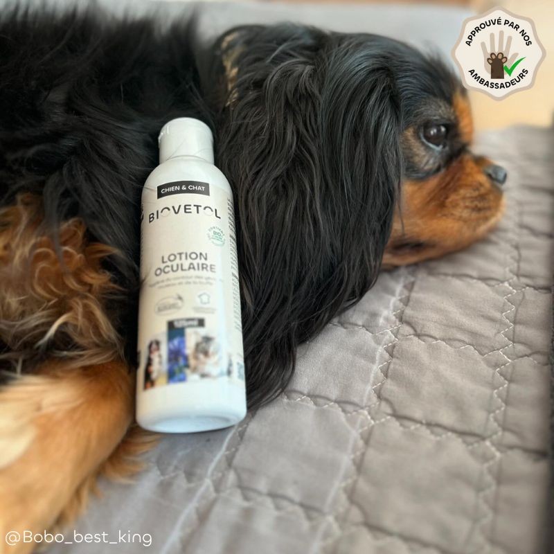 Lotion Nettoyante Contour des Yeux pour Chien et Chat ambassadeur chien