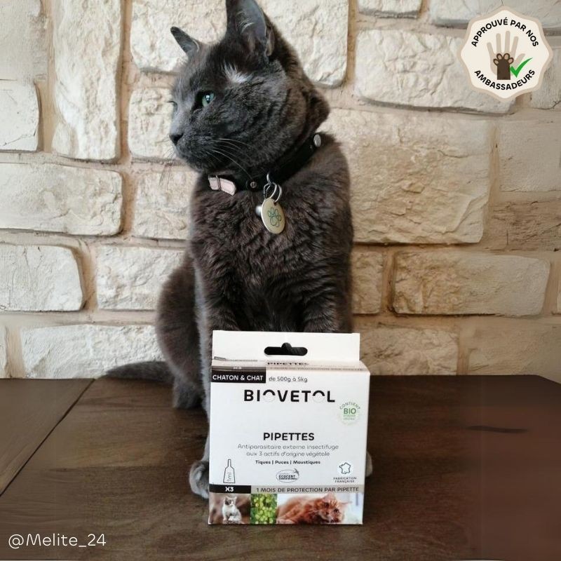 Pack Antiparasitaire Chat – 3 soins anti-insectes pipette