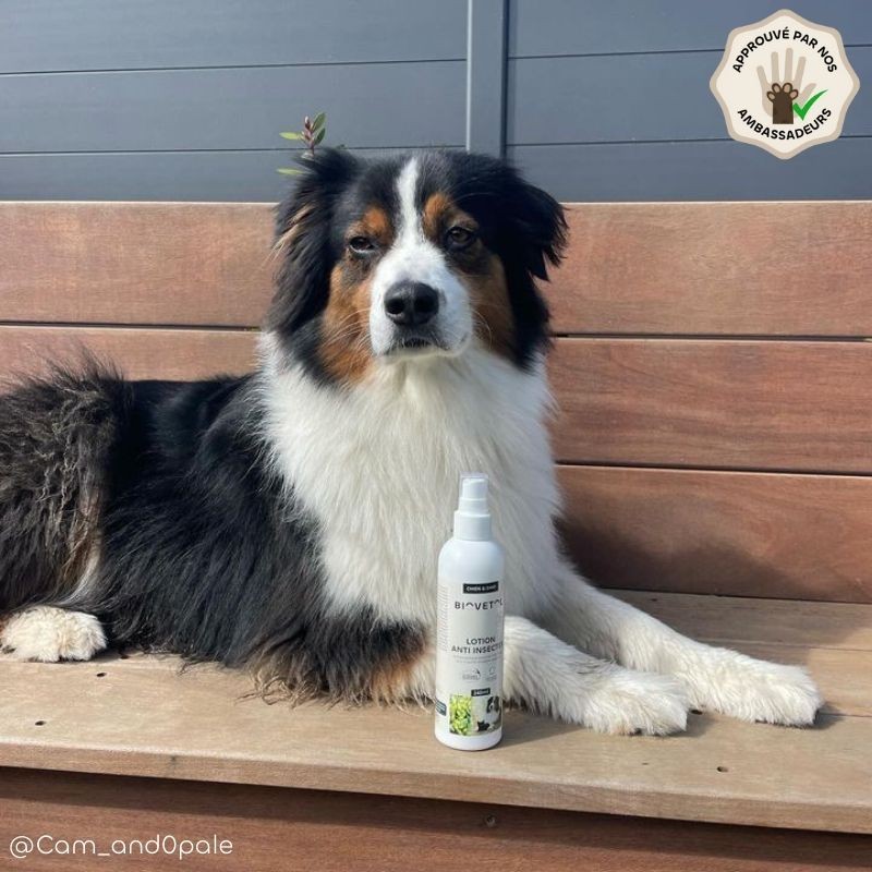 Pack Antiparasitaire Grand Chien – 3 Produits Anti-Insectes lotion