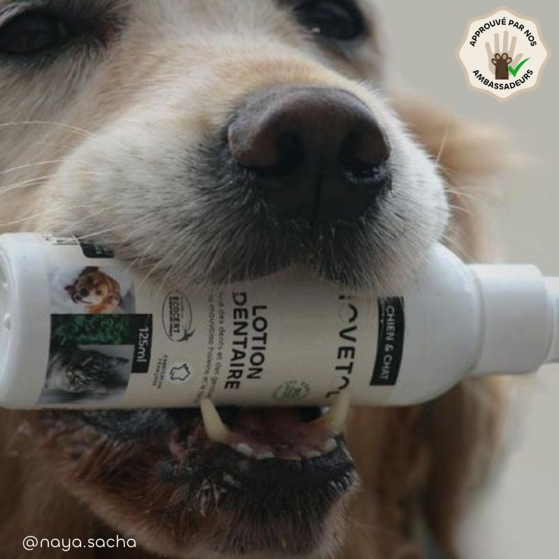 Lotion Dentaire pour Chien et Chat – Anti-tartre et mauvaise haleine bio produit
