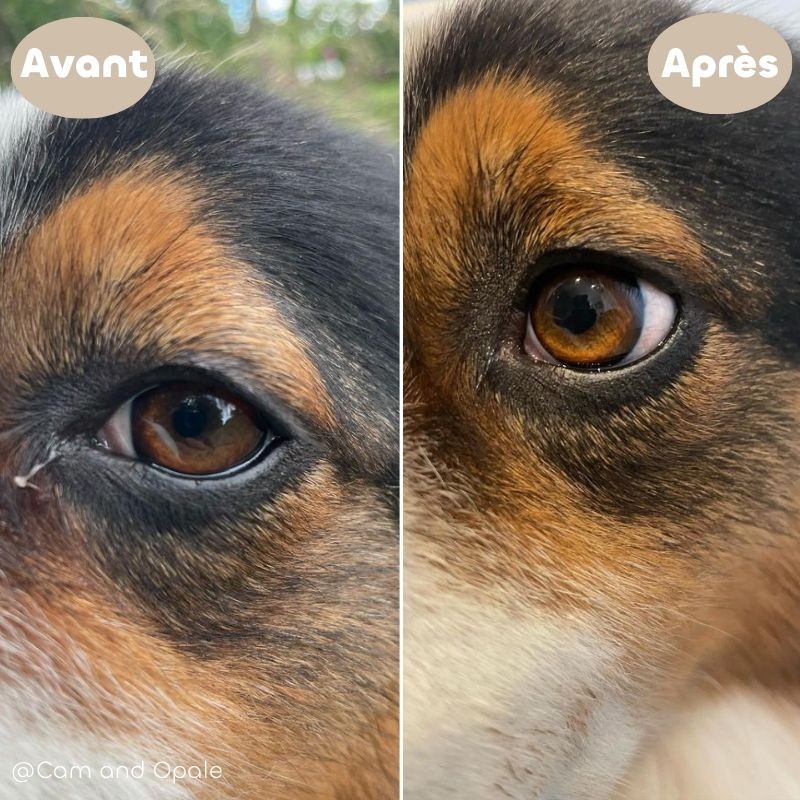 Lotion Nettoyante Contour des Yeux pour Chien et Chat avant après