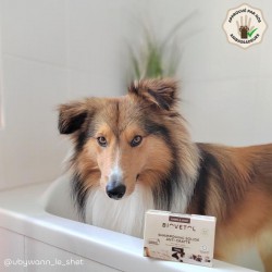 Shampooing Solide Anti-Gratte BIO – 100 g + Boîte | BIOVETOL 2