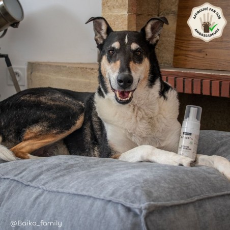 Shampooing Sec Anti-Odeurs pour Chien et Chat – Mousse Sans Rinçage bio ambassadeur