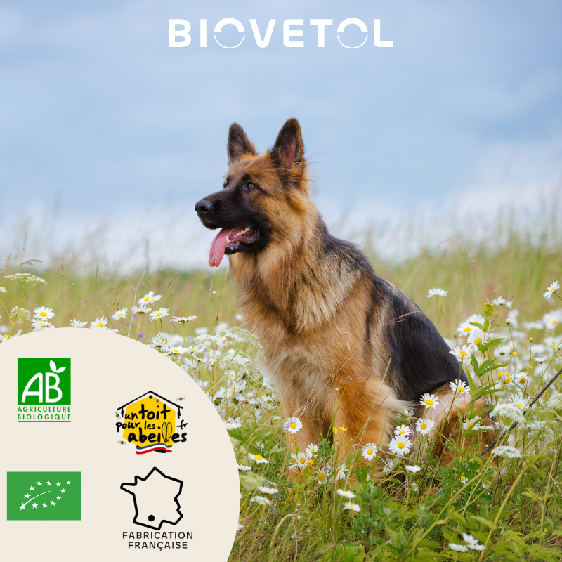 copy of Poudre ALT'VERS Grand Chien Bio***