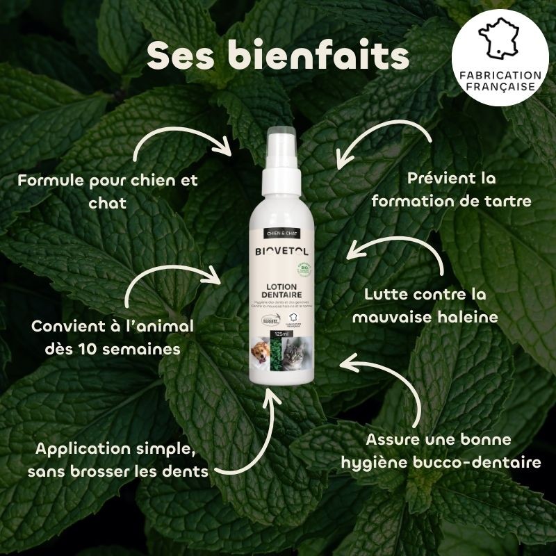 Lotion Dentaire pour Chien et Chat – Anti-tartre et mauvaise haleine bio bienfaits