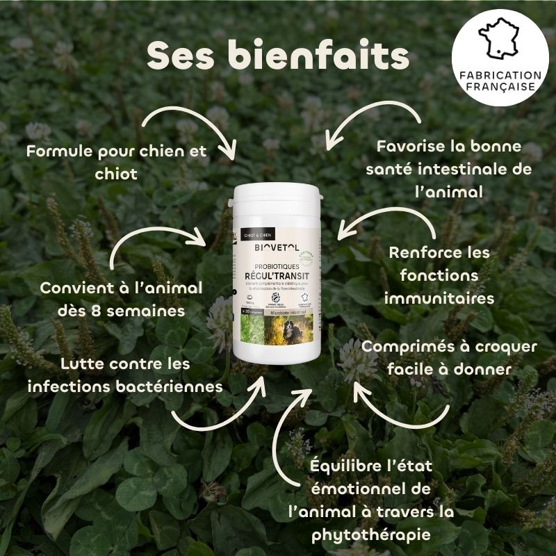 Biovetol Probiotiques bio REGUL’TRANSIT Chien +10kg