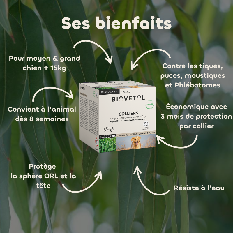 Lot de 6 colliers anti-insectes pour grand chien – Format économique bienfaits