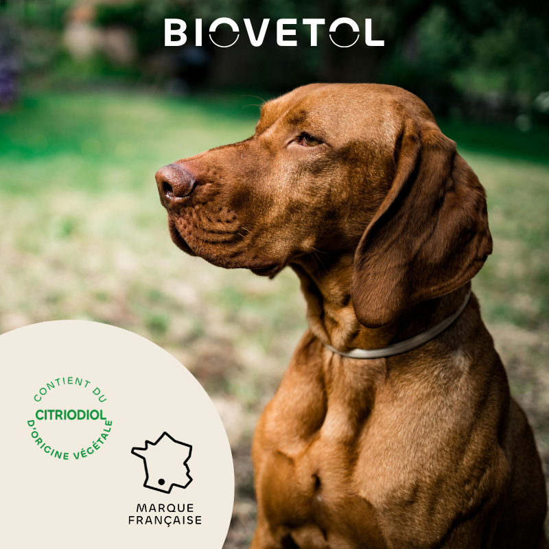6 Colliers insectifuges - Grand Chien