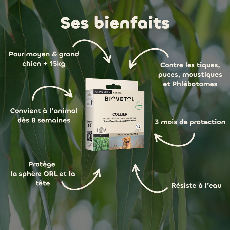Collier anti-insectes grand chien bienfaits