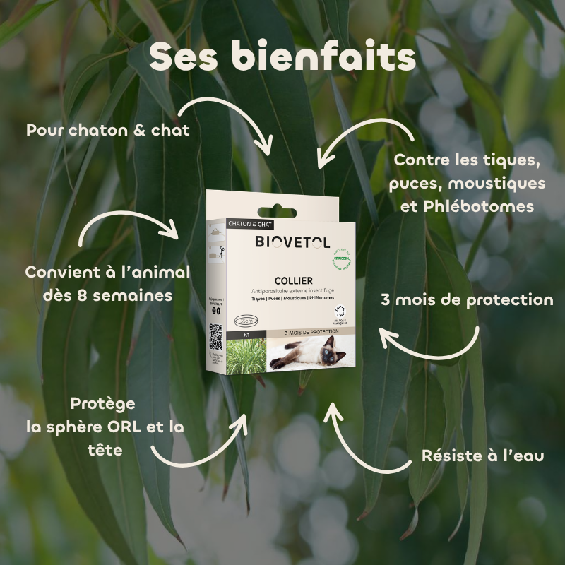 Collier anti-insectes pour chat bienfaits