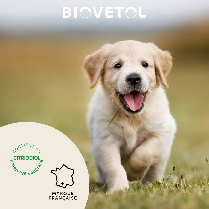 6 Colliers insectifuges - Petit Chien