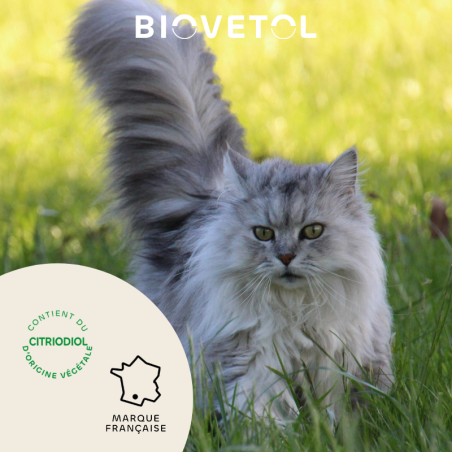 Lot de 6 colliers anti-insectes pour chat – Format économique ambassadeur