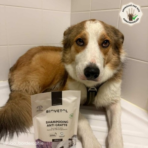 Recharge Shampooing Anti-Gratte Chien et Chat bio – Peau sensible et démangeaisons ambassadeur