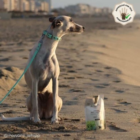 Recharge lotion anti insectes chien et chat Bio ambassadeur