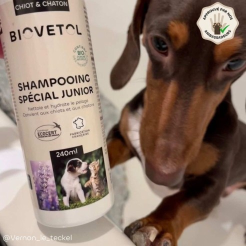 Shampooing Chiot et Chaton – Spéciale Junior bio ambassadeur chien