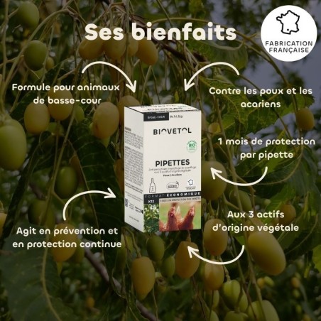 Pipettes Anti-Poux et Anti-Acariens pour Poules – Format économique bienfaits