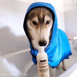 Shampooing Tous Pelages BIO Personnalisé pour Chien et Chat 2