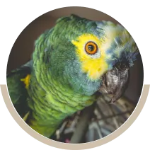 Des solutions Oiseaux de Cages