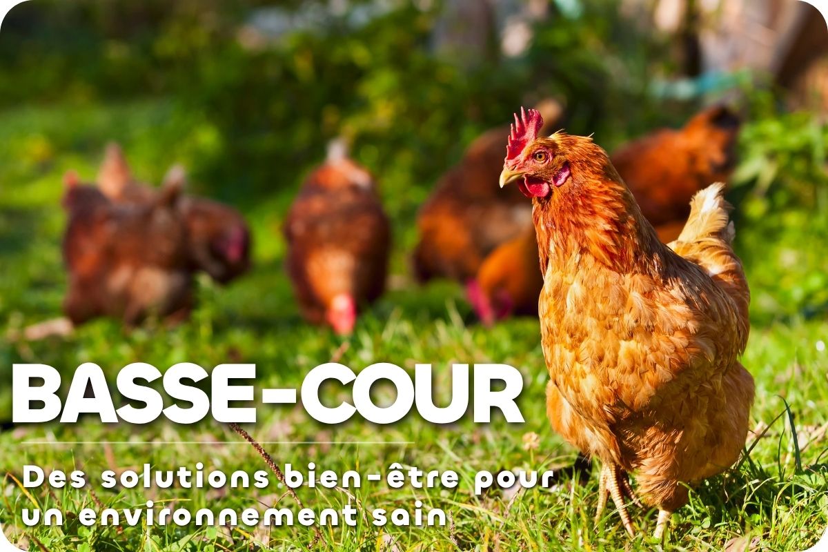 Univers de basse-cour poule