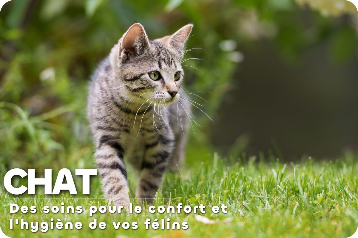 Univers du chat