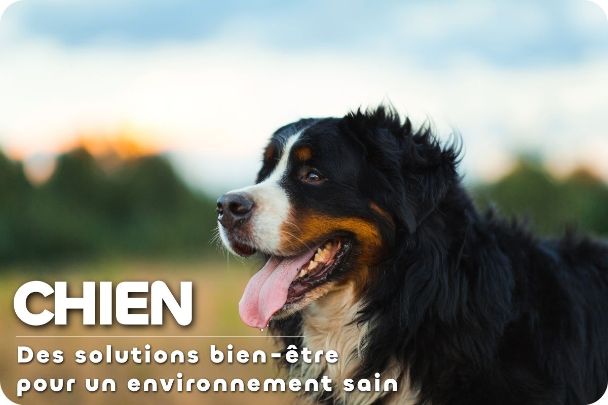 Des solutions bien &ecirc;tre pour vos chiens