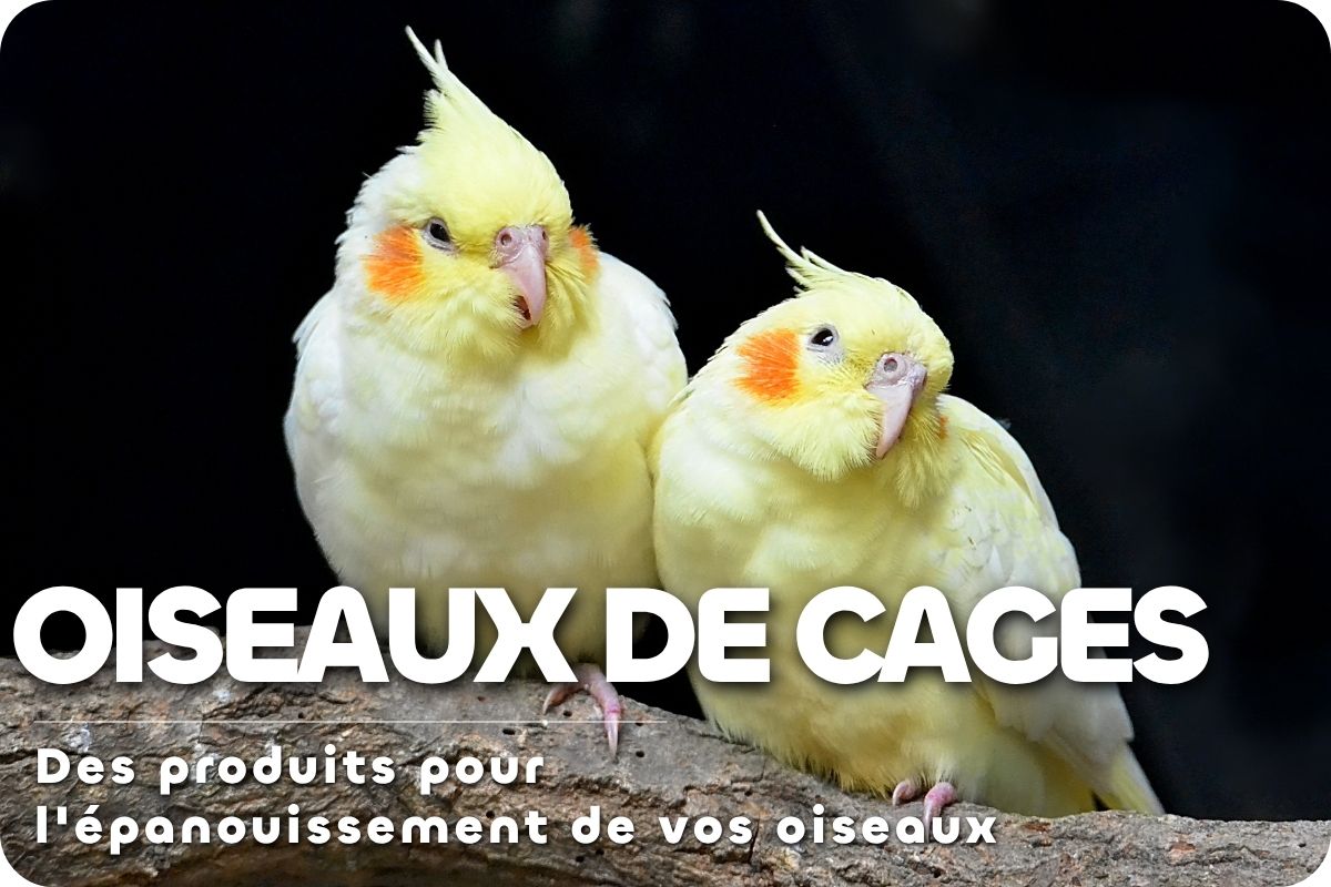 Des solutions Oiseaux de Cages