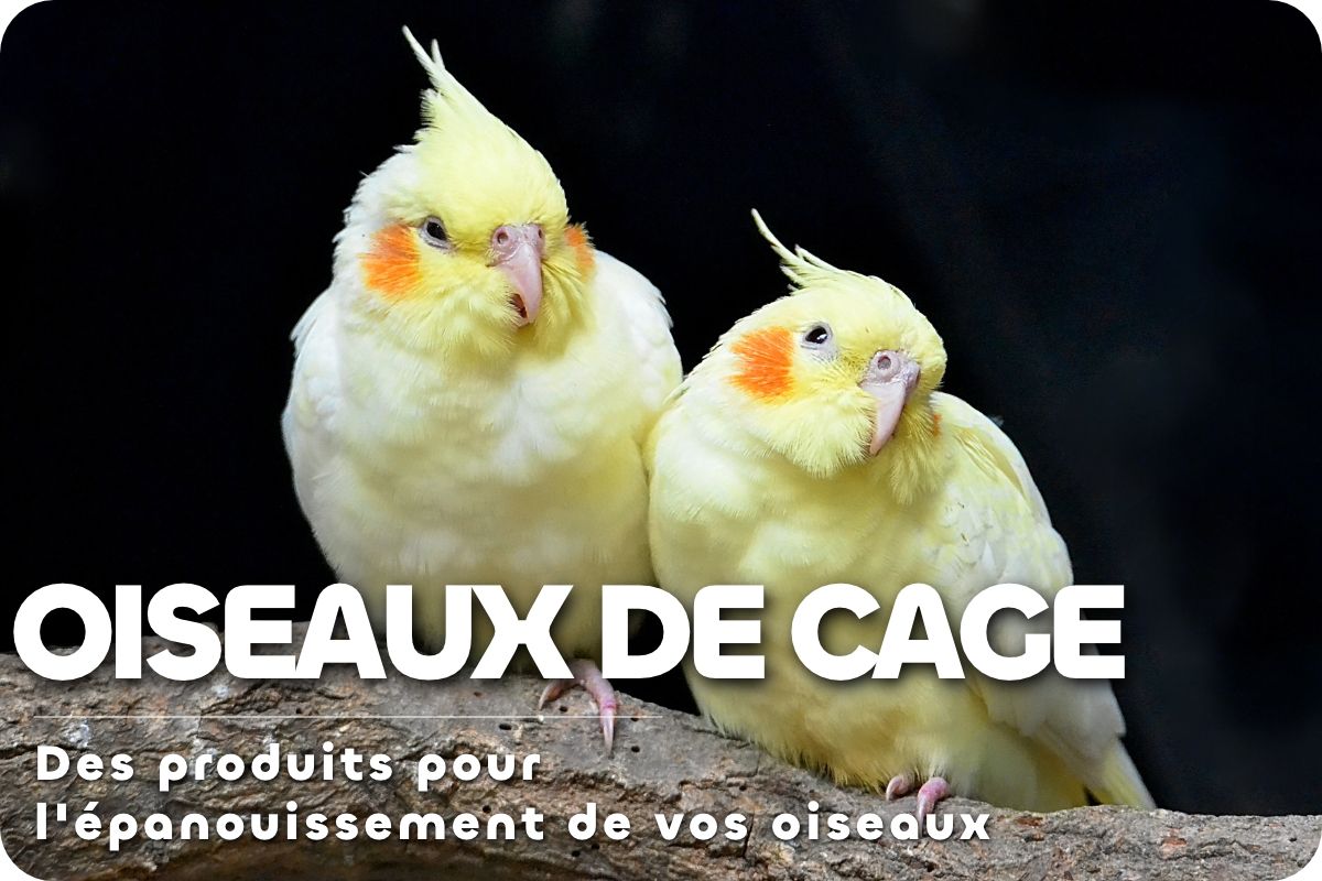 Des solutions Oiseaux de Cages