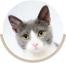 Univers du chat