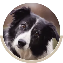 Des solutions bien &ecirc;tre pour vos chiens