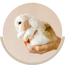 Des produits pour Rongeurs et Petits mammif&egrave;res Lapin
