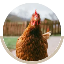 Univers de basse-cour poule
